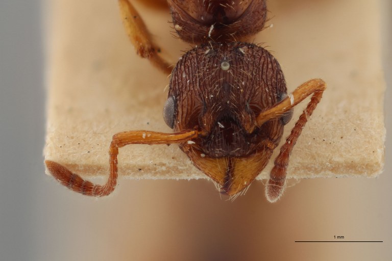 B036 Myrmica vandeli Frontal ZS PMax.jpg