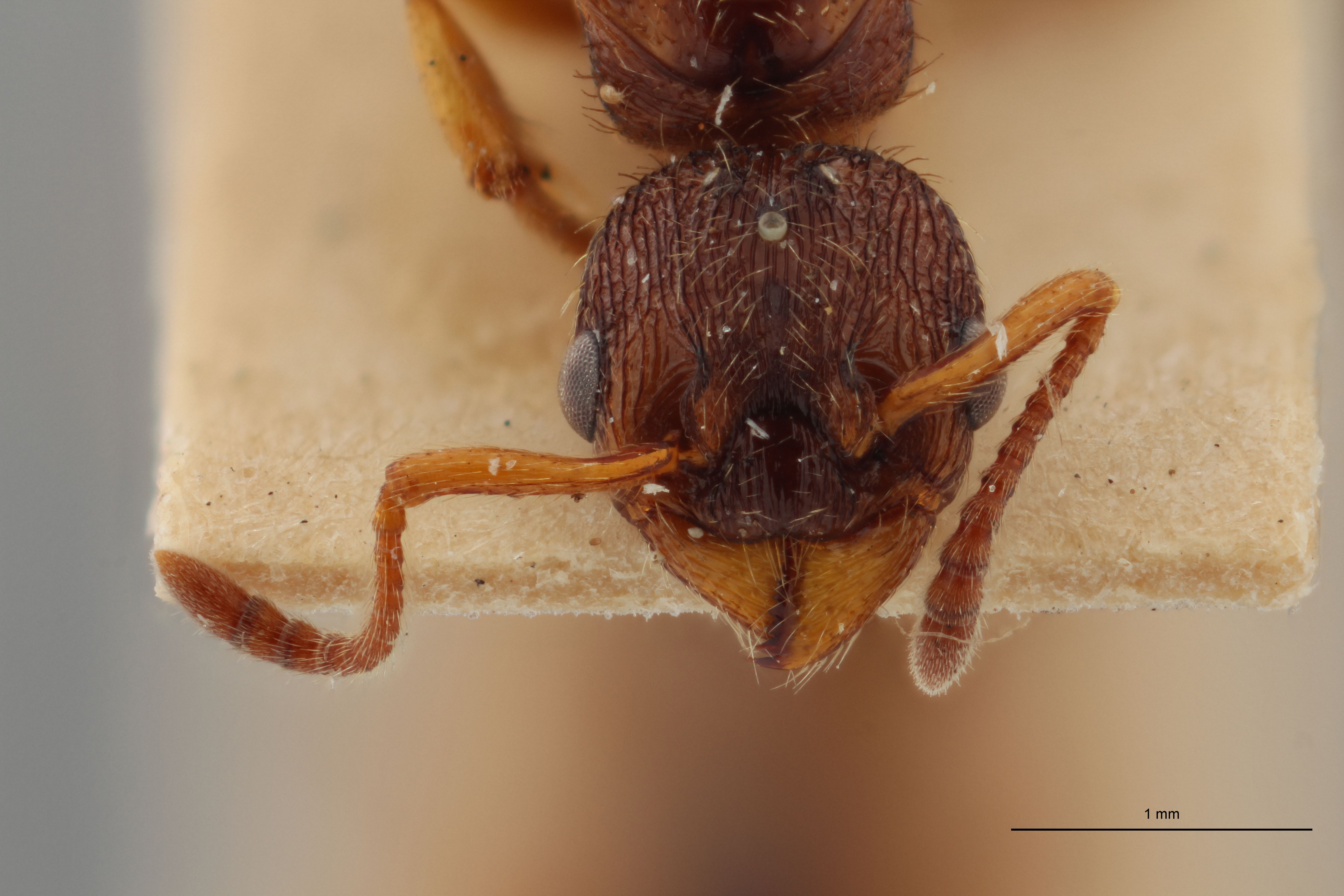 B036 Myrmica vandeli Frontal ZS PMax.jpg