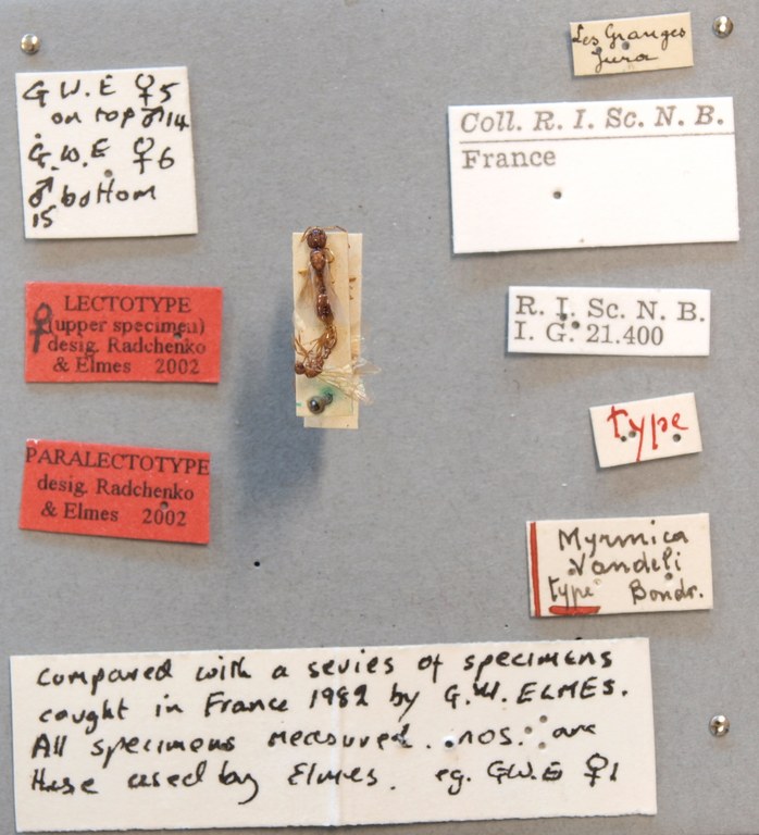 B036 Myrmica vandeli Labels.JPG