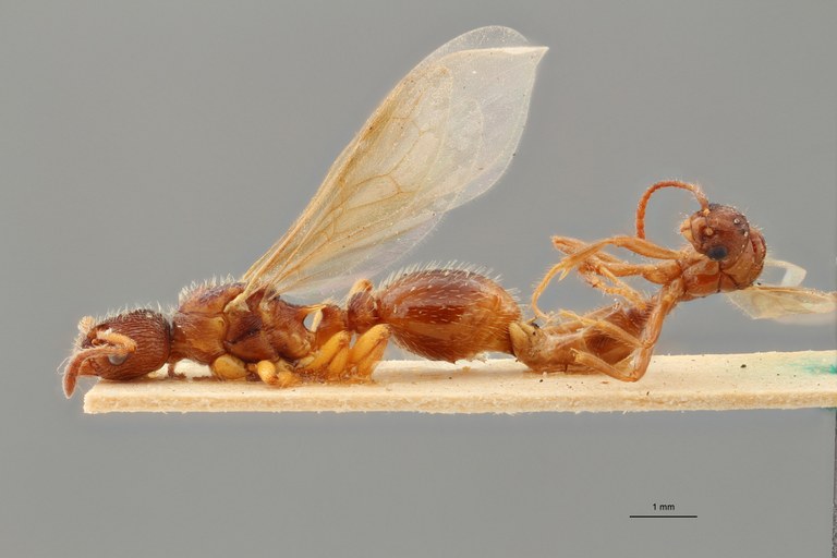B036 Myrmica vandeli Lateral ZS PMax.jpg