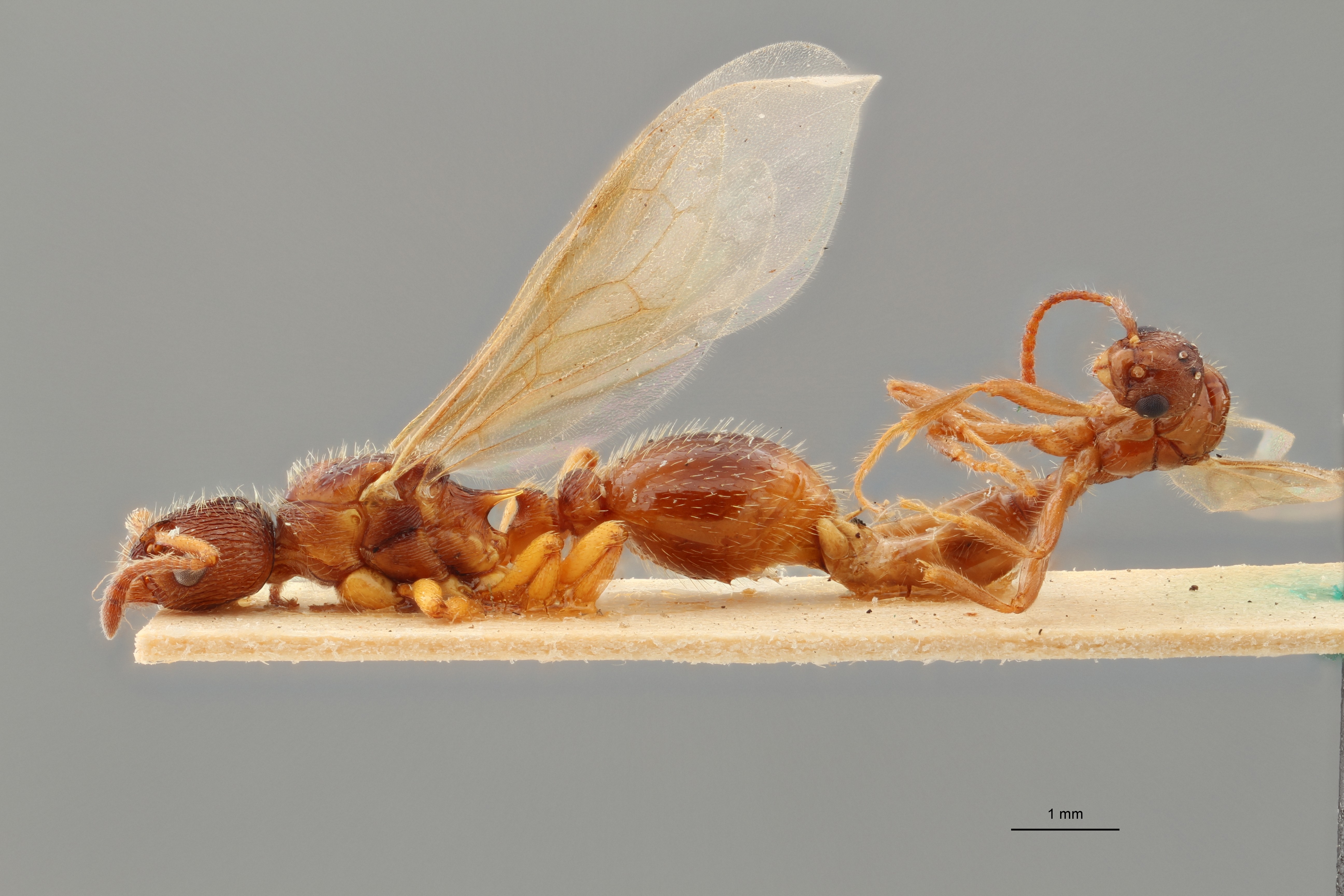 B036 Myrmica vandeli Lateral ZS PMax.jpg