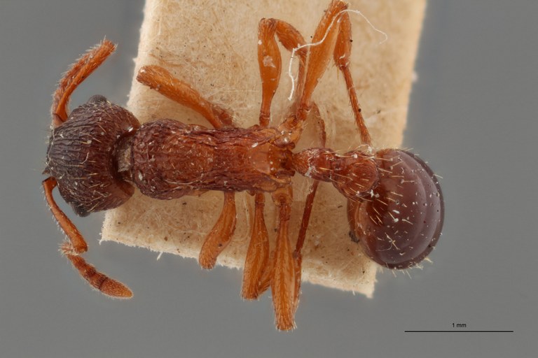 B025 Myrmica wesmaeli Dorsal ZS PMax.jpg B025 Myrmica wesmaeli Dorsal ZS PMax.jpg