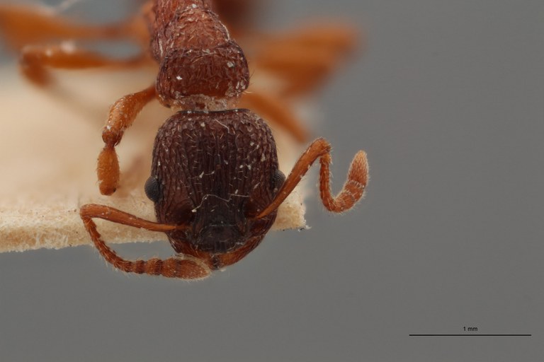 B025 Myrmica wesmaeli Frontal ZS PMax.jpg B025 Myrmica wesmaeli Frontal ZS PMax.jpg