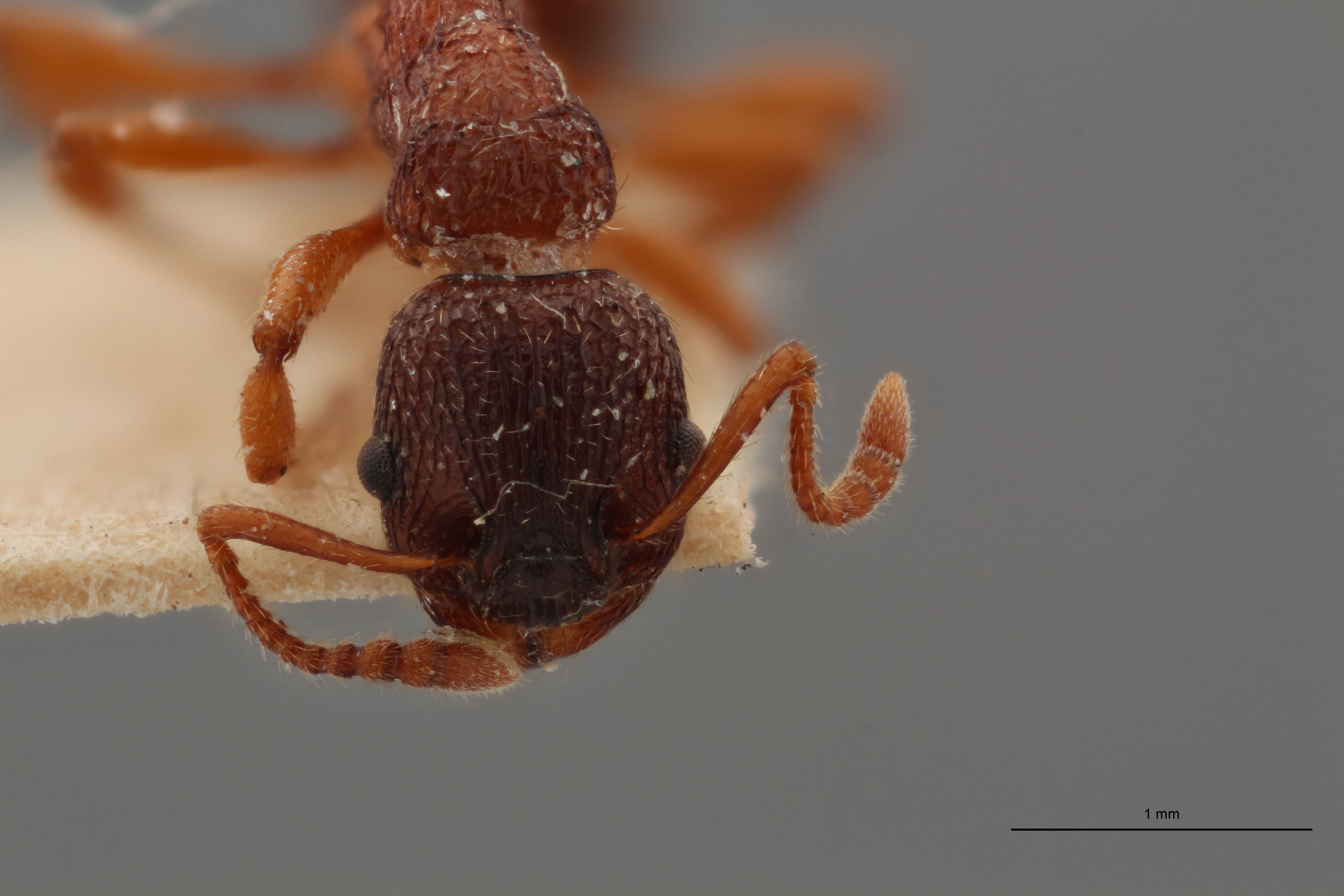 B025 Myrmica wesmaeli Frontal ZS PMax.jpg