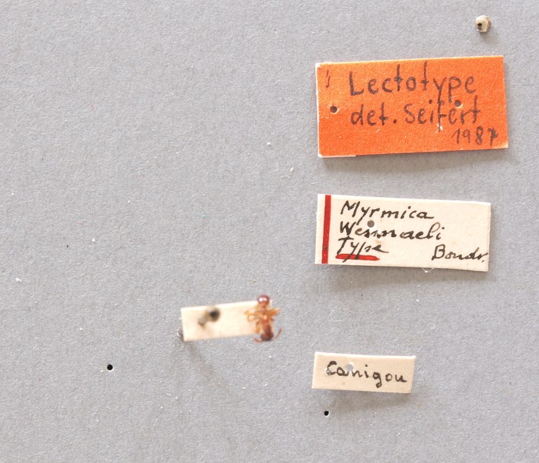 B025 Myrmica wesmaeli Labels.JPG B025 Myrmica wesmaeli Labels.JPG