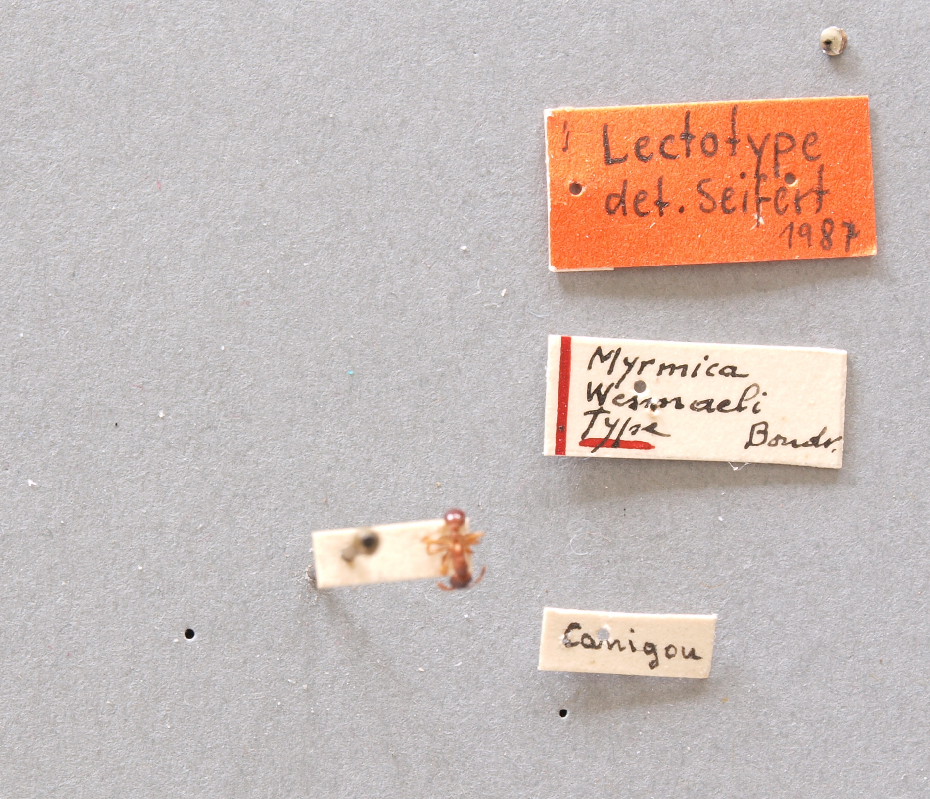 B025 Myrmica wesmaeli Labels.JPG