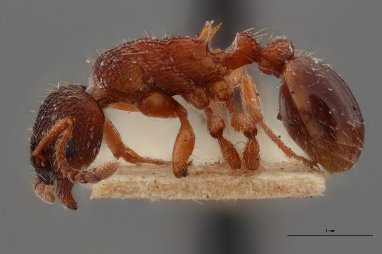 B025 Myrmica wesmaeli Lateral ZS PMax.jpg B025 Myrmica wesmaeli Lateral ZS PMax.jpg