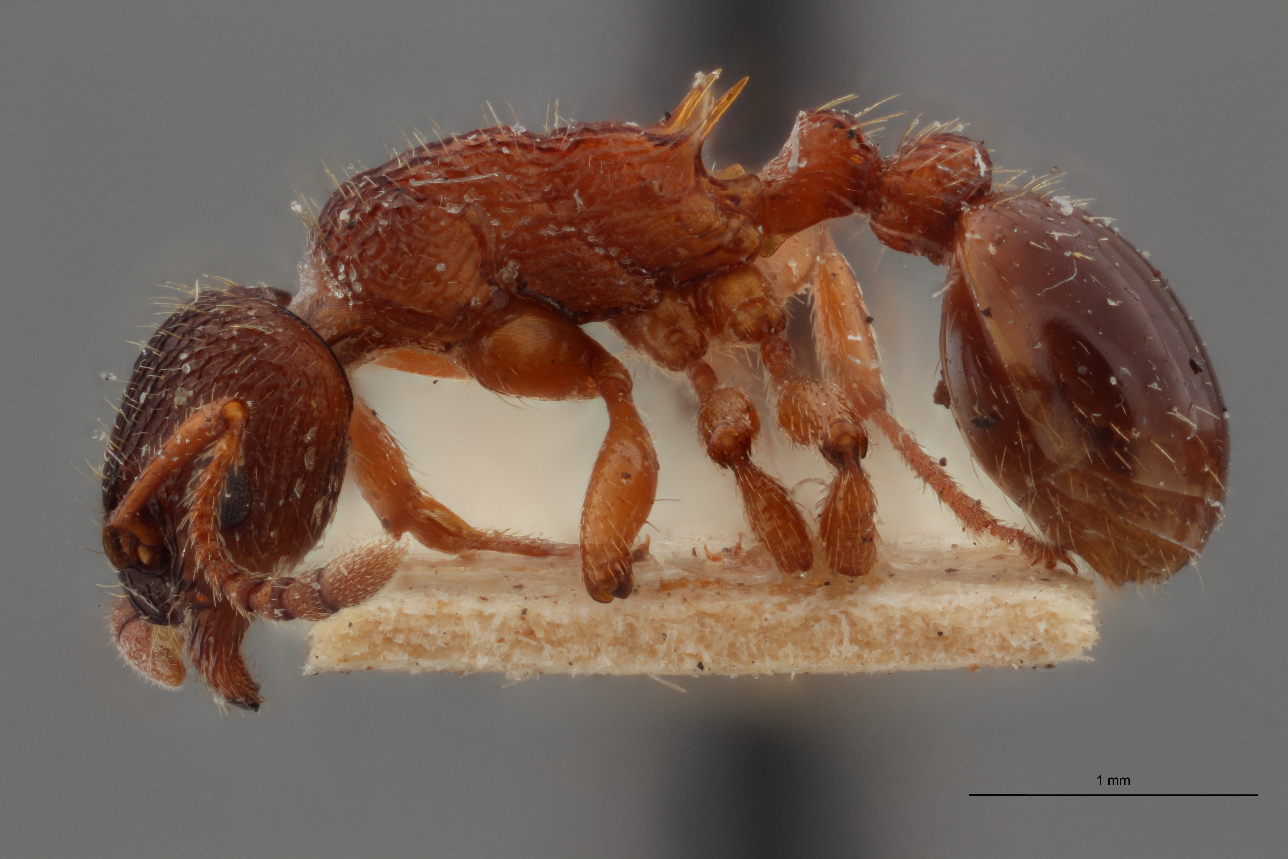 B025 Myrmica wesmaeli Lateral ZS PMax.jpg