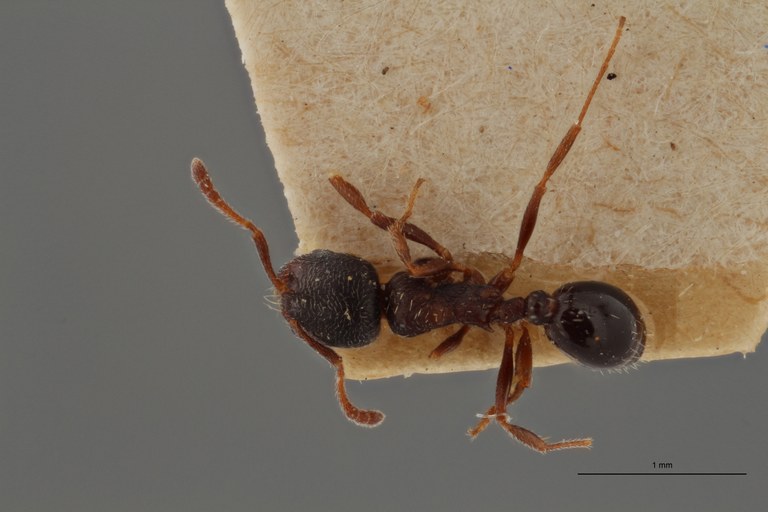 B130 Oxyopomyrmex krueperi Dorsal ZS PMax.jpg