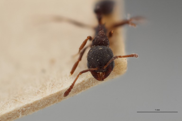 B130 Oxyopomyrmex krueperi Frontal ZS PMax.jpg