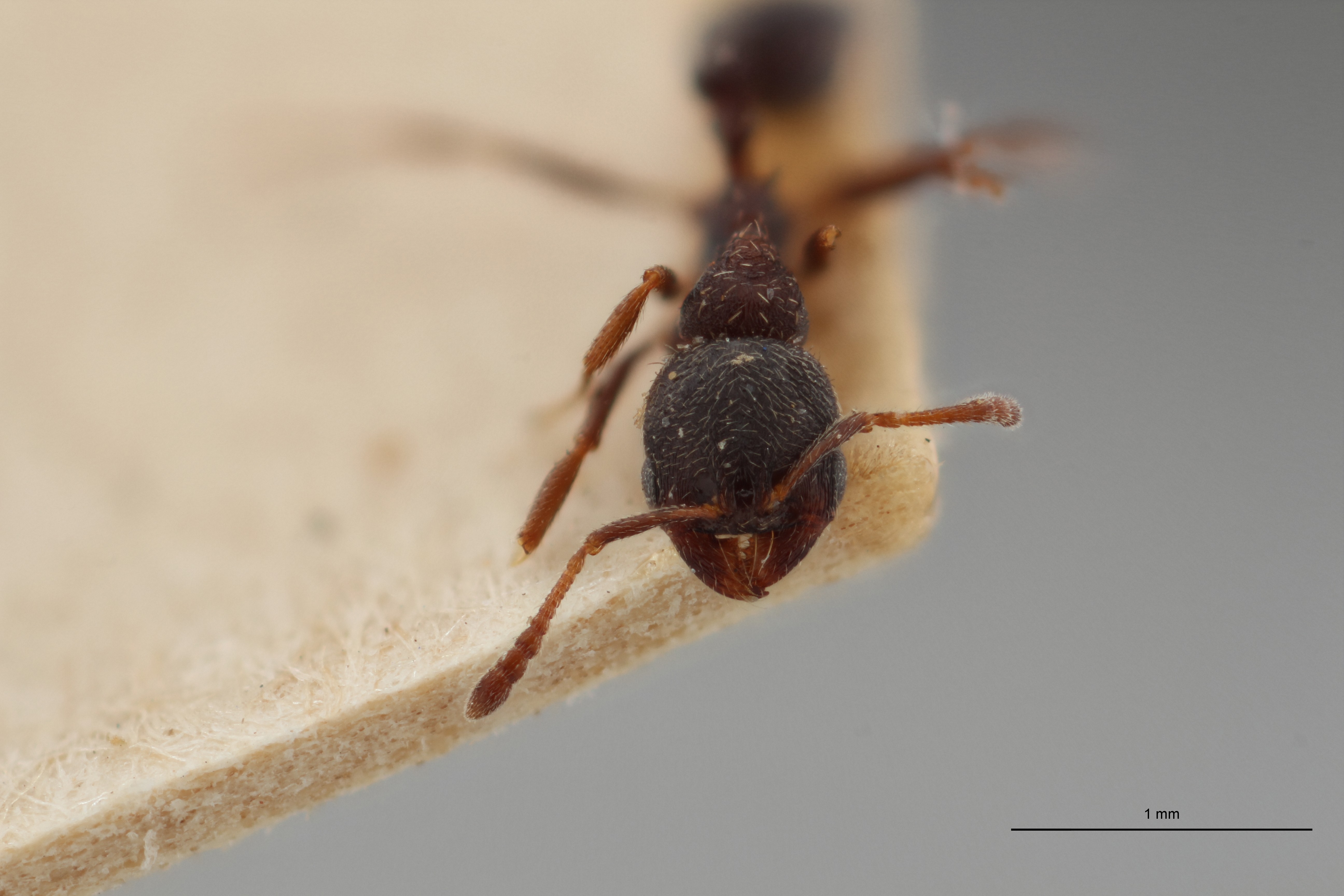 B130 Oxyopomyrmex krueperi Frontal ZS PMax.jpg