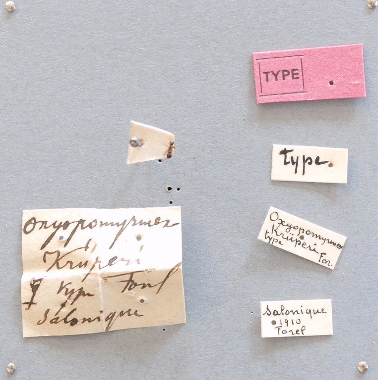 B130 Oxyopomyrmex krueperi Labels.JPG