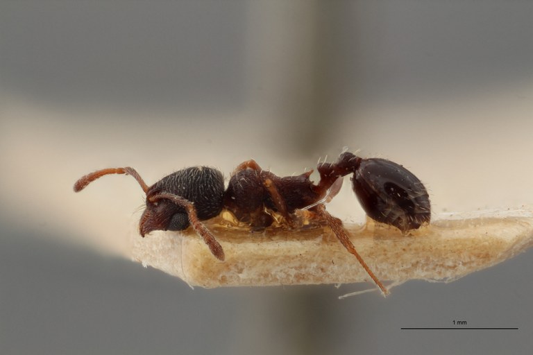 B130 Oxyopomyrmex krueperi Lateral ZS PMax.jpg