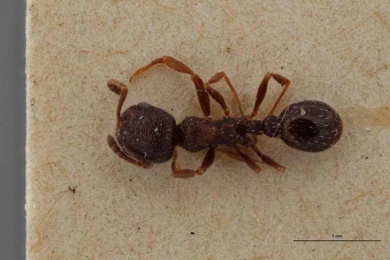 B129 Oxyopomyrmex santchii Dorsal ZS PMax.jpg B129 Oxyopomyrmex santchii Dorsal ZS PMax.jpg