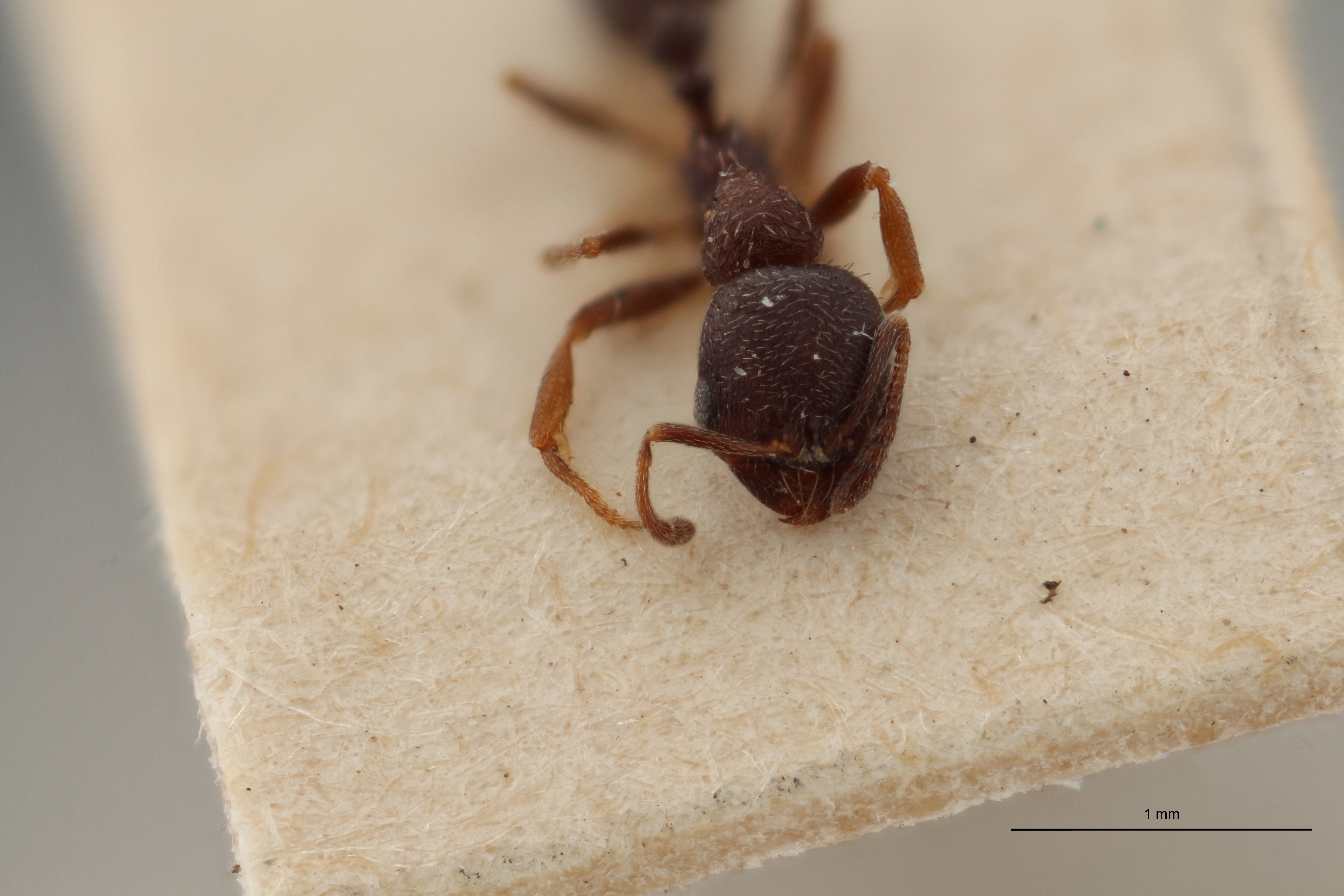B129 Oxyopomyrmex santchii Frontal ZS PMax.jpg