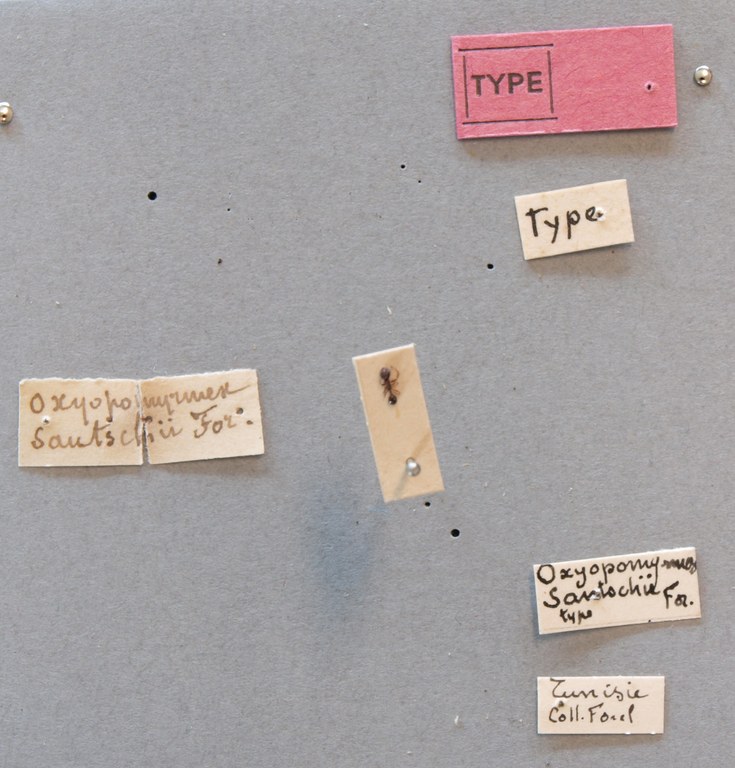 B129 Oxyopomyrmex santchii Labels.JPG B129 Oxyopomyrmex santchii Labels.JPG
