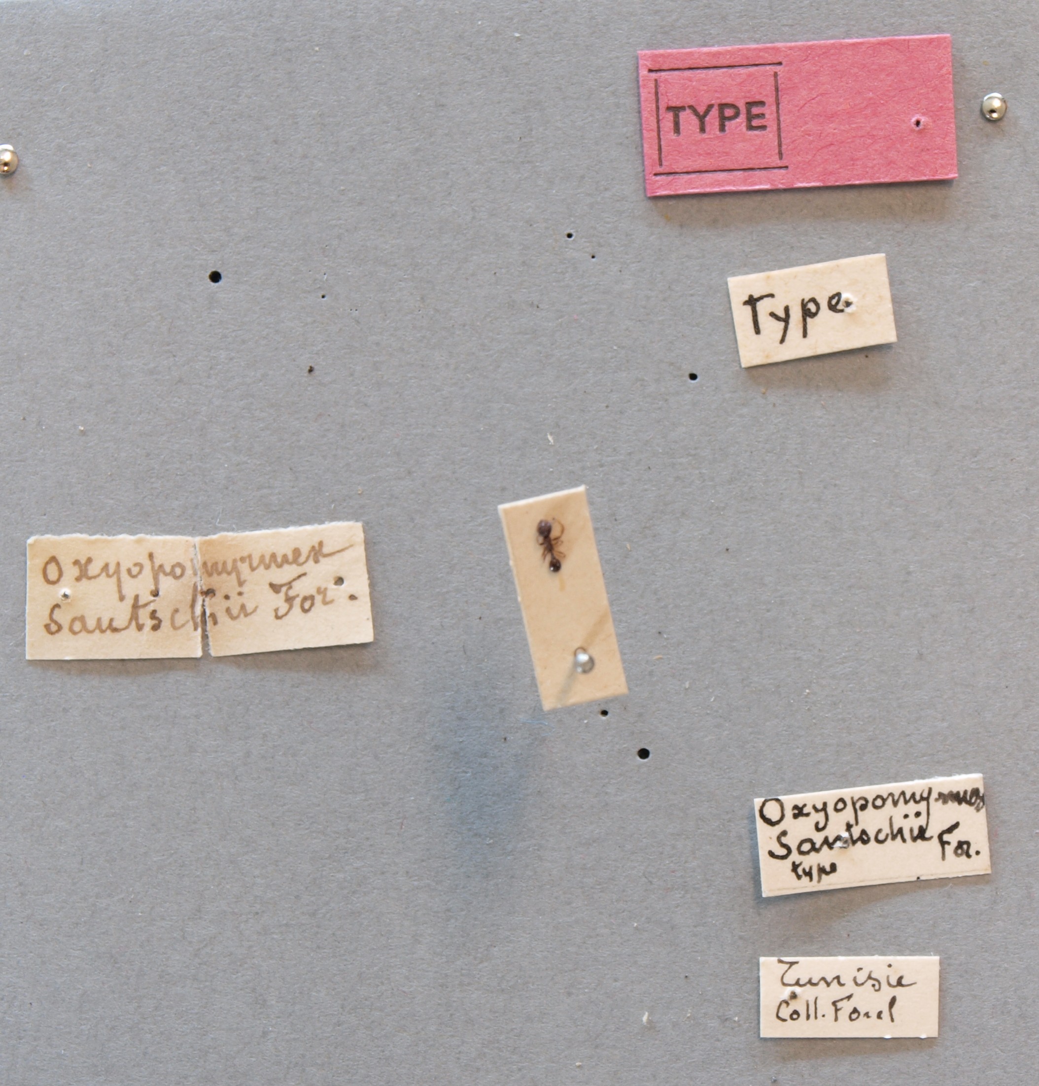 B129 Oxyopomyrmex santchii Labels.JPG