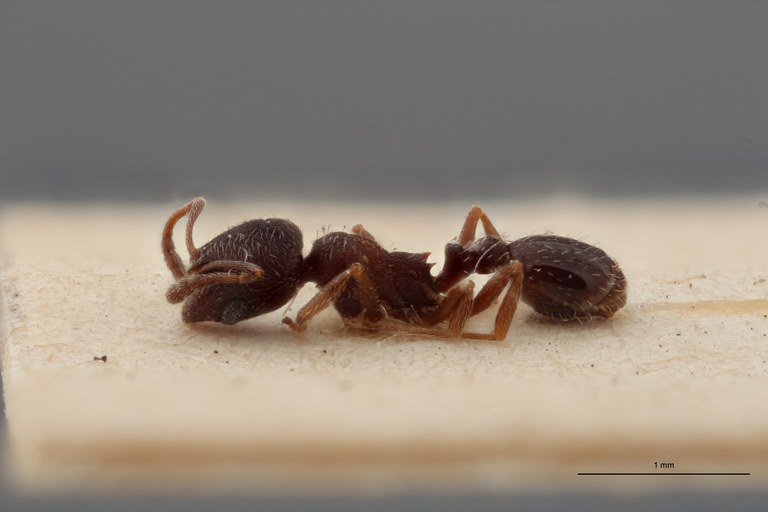 B129 Oxyopomyrmex santchii Lateral ZS PMax.jpg B129 Oxyopomyrmex santchii Lateral ZS PMax.jpg
