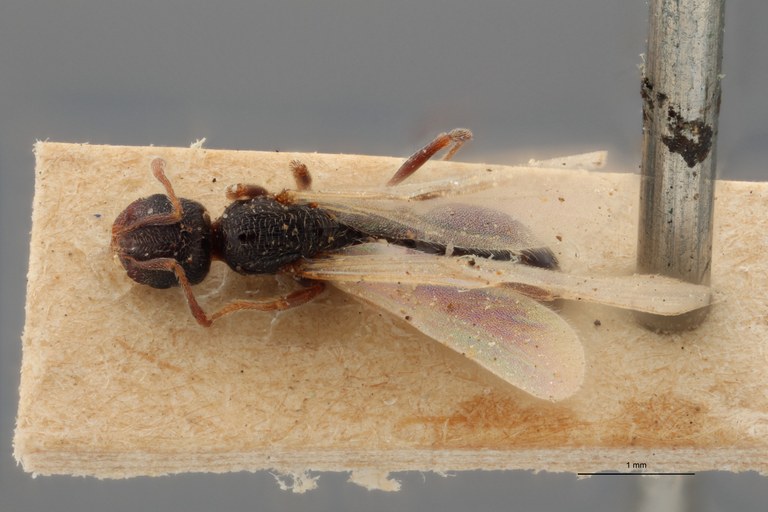 B128 Oxyopomyrmex saulcyi Dorsal ZS PMax.jpg