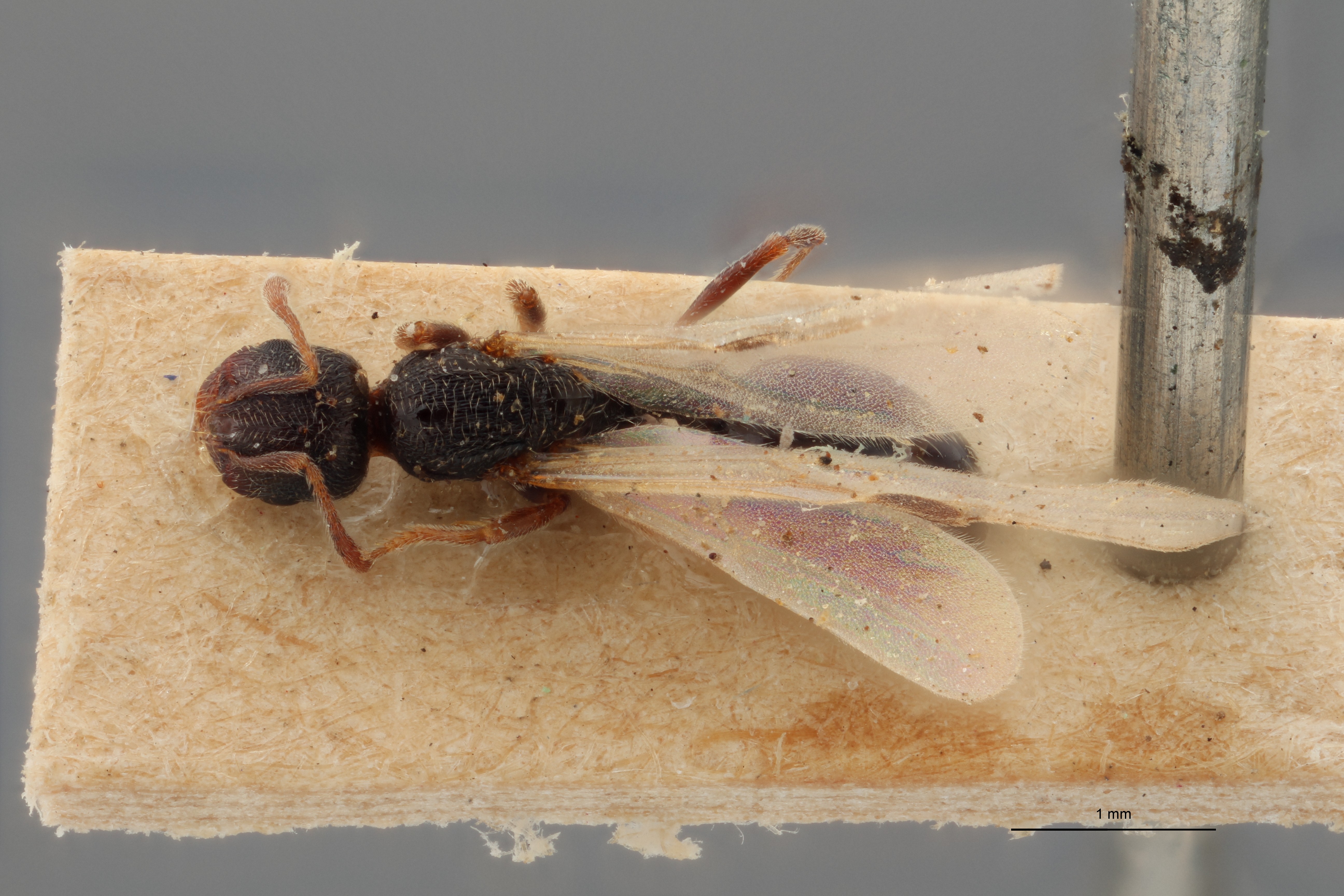 B128 Oxyopomyrmex saulcyi Dorsal ZS PMax.jpg