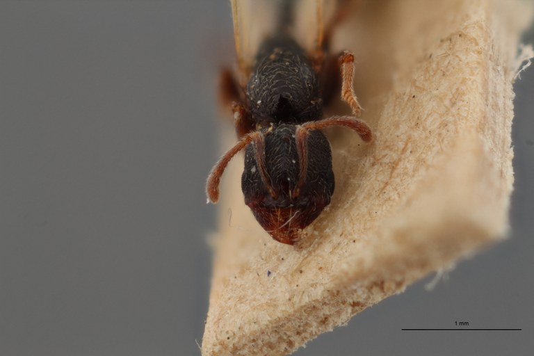 B128 Oxyopomyrmex saulcyi Frontal ZS PMax.jpg