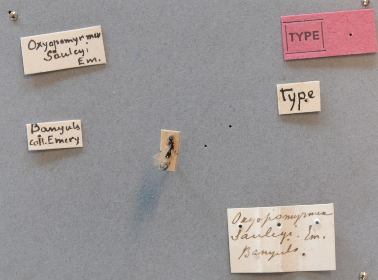 B128 Oxyopomyrmex saulcyi Labels.JPG