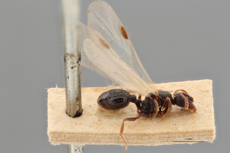 B128 Oxyopomyrmex saulcyi Lateral ZS PMax.jpg