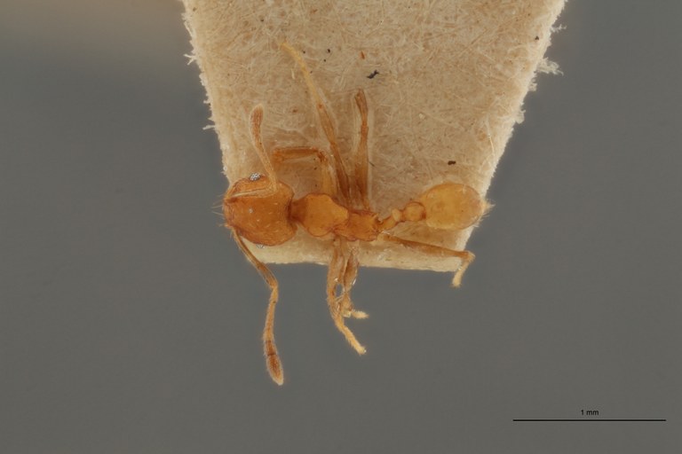TYPFORM0048 Pheidole bilimeki Dorsal ZS PMax.jpg TYPFORM0048 Pheidole bilimeki Dorsal ZS PMax.jpg