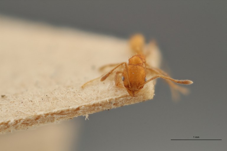 TYPFORM0048 Pheidole bilimeki Frontal ZS PMax.jpg TYPFORM0048 Pheidole bilimeki Frontal ZS PMax.jpg