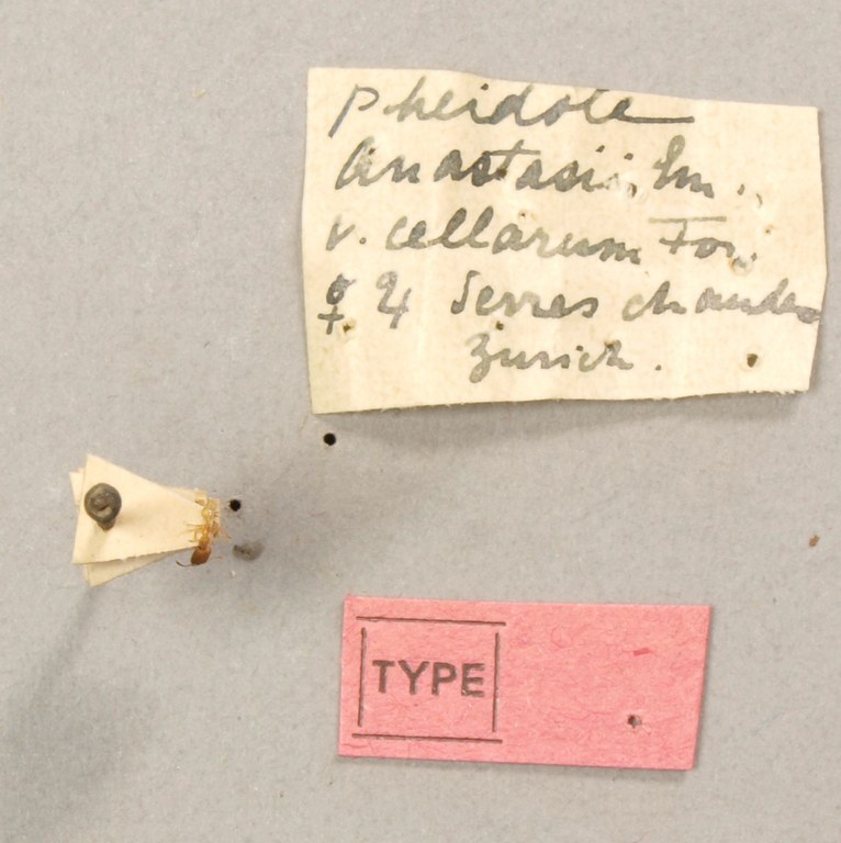 TYPFORM0048 Pheidole bilimeki Labels.JPG