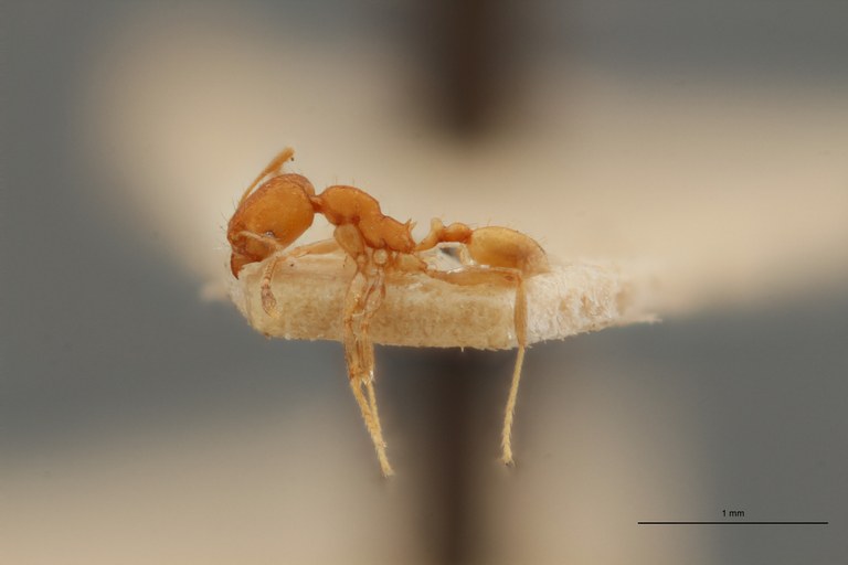 TYPFORM0048 Pheidole bilimeki Lateral ZS PMax.jpg TYPFORM0048 Pheidole bilimeki Lateral ZS PMax.jpg