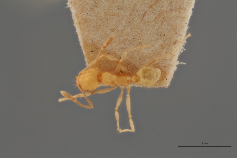 B132 Pheidole anastasii var. cellarum Dorsal ZS PMax.jpg B132 Pheidole anastasii var. cellarum Dorsal ZS PMax.jpg