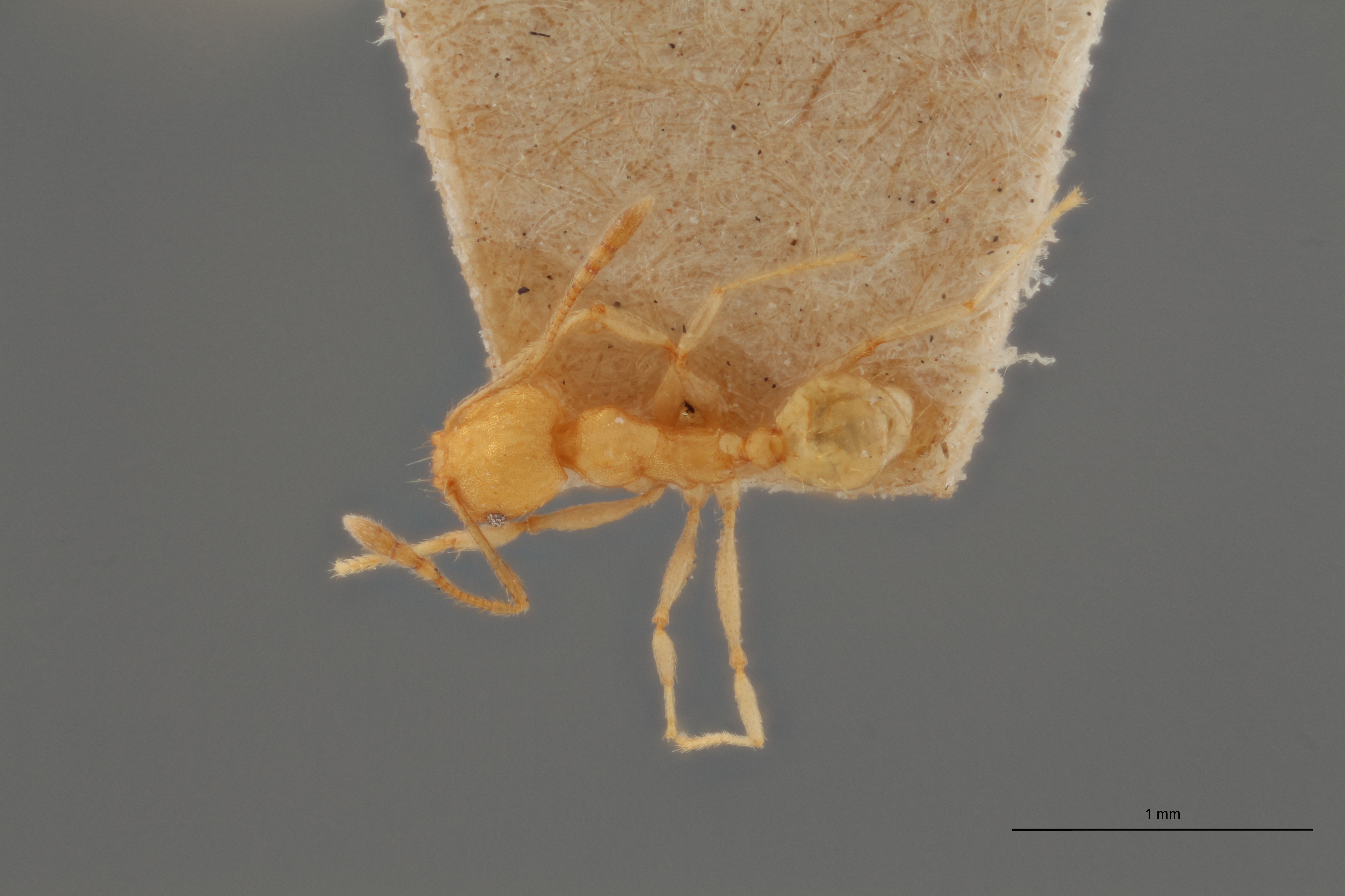 B132 Pheidole anastasii var. cellarum Dorsal ZS PMax.jpg