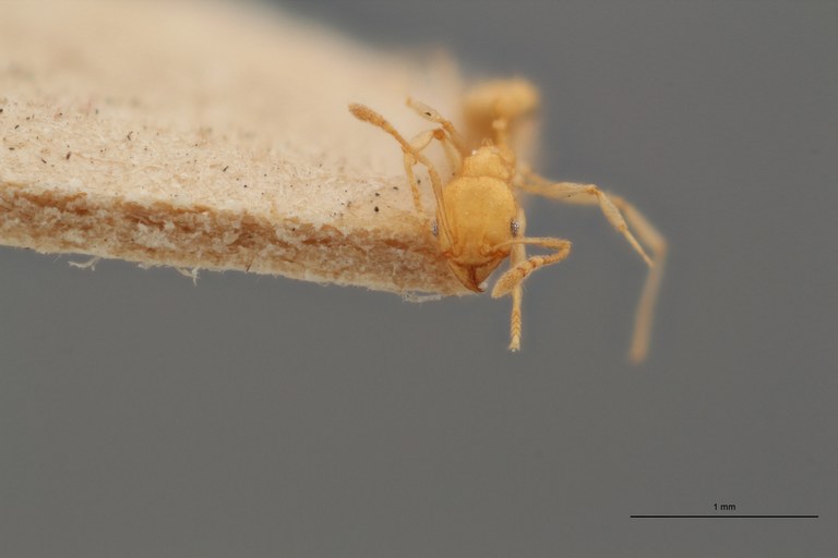 B132 Pheidole anastasii var. cellarum Frontal ZS PMax.jpg B132 Pheidole anastasii var. cellarum Frontal ZS PMax.jpg