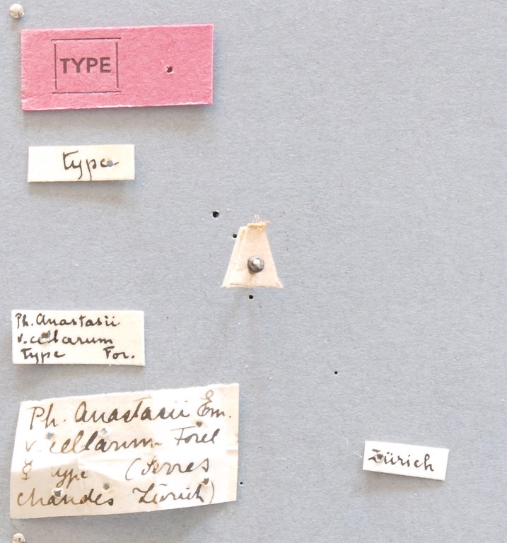 B132 Pheidole anastasii var. cellarum Labels.JPG B132 Pheidole anastasii var. cellarum Labels.JPG