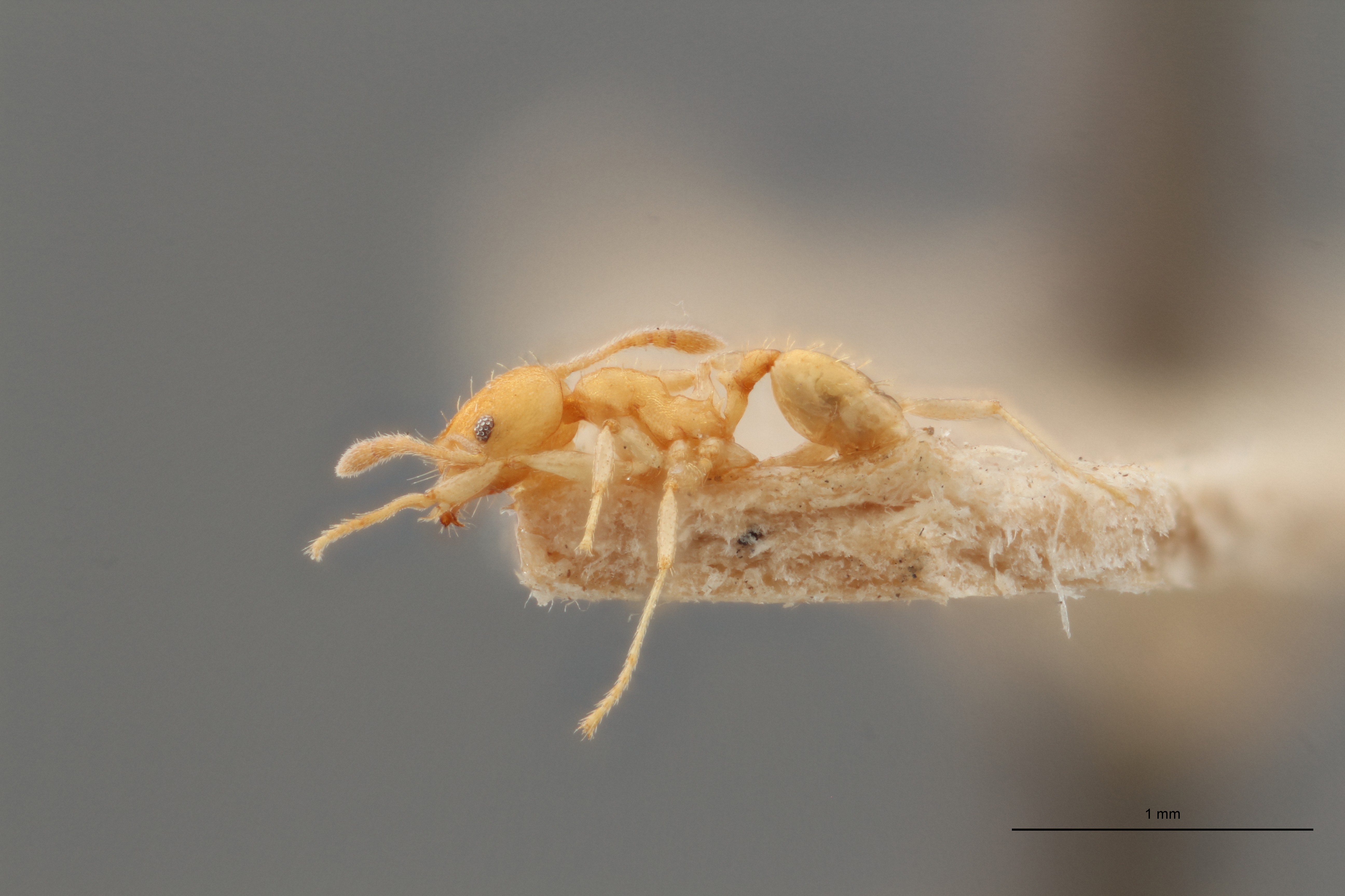 B132 Pheidole anastasii var. cellarum Lateral ZS PMax.jpg