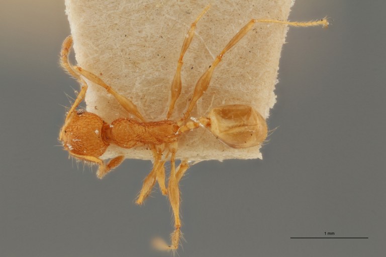 TYPFORM0050 Pheidole bambusarum Dorsal ZS PMax.jpg TYPFORM0050 Pheidole bambusarum Dorsal ZS PMax.jpg