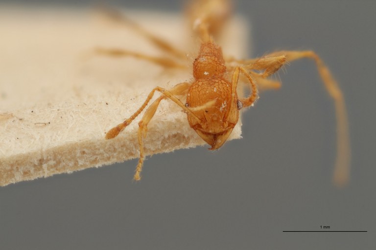 TYPFORM0050 Pheidole bambusarum Frontal ZS PMax.jpg TYPFORM0050 Pheidole bambusarum Frontal ZS PMax.jpg