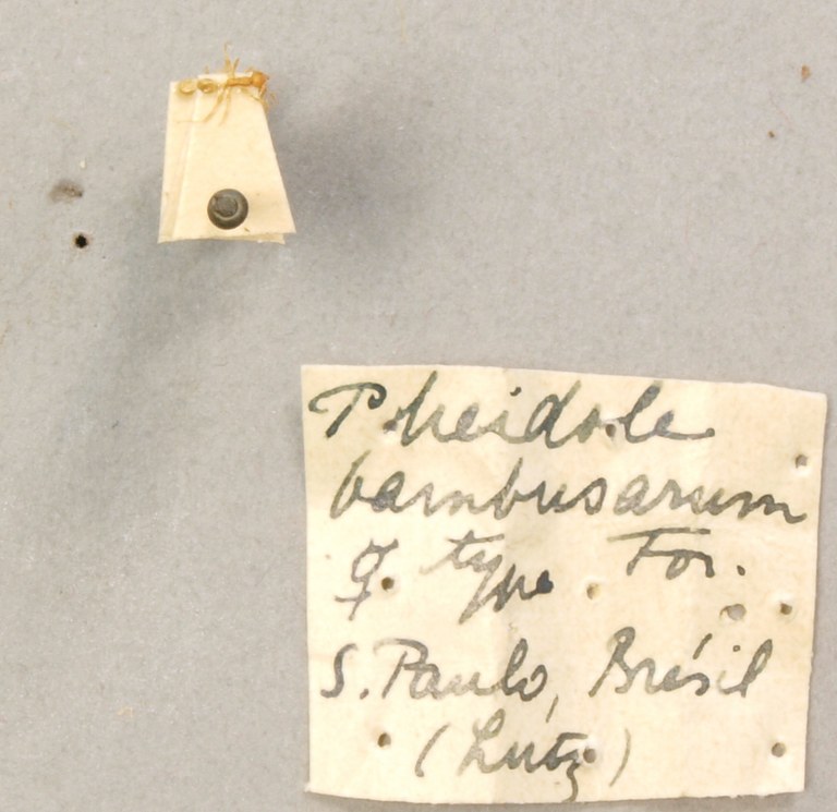TYPFORM0050 Pheidole bambusarum Labels.JPG TYPFORM0050 Pheidole bambusarum Labels.JPG