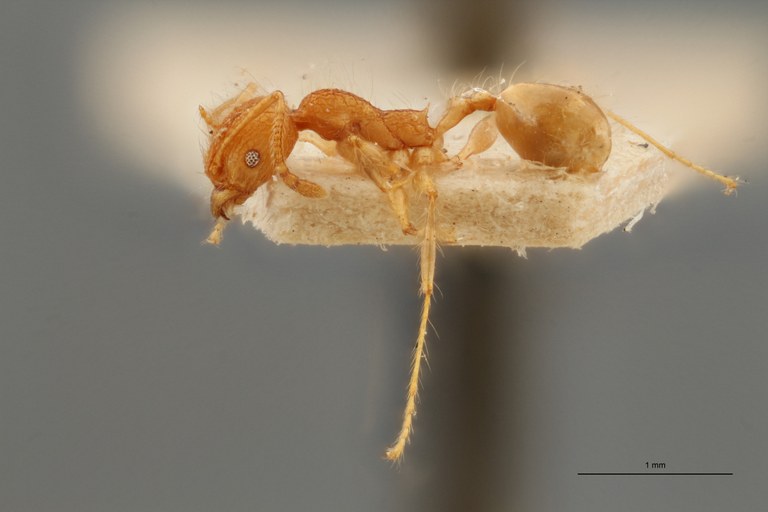 TYPFORM0050 Pheidole bambusarum Lateral ZS PMax.jpg TYPFORM0050 Pheidole bambusarum Lateral ZS PMax.jpg