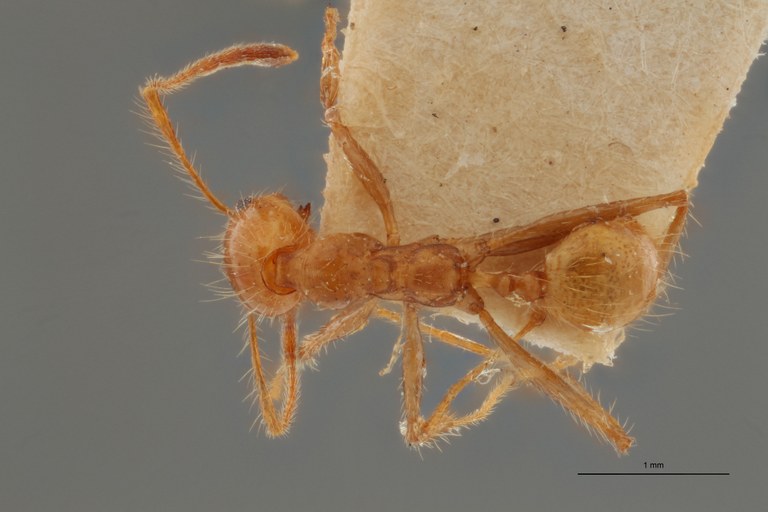 TYPFORM0055 Pheidole biconstricta l Dorsal ZS PMax.jpg TYPFORM0055 Pheidole biconstricta l Dorsal ZS PMax.jpg