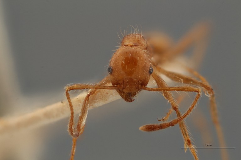 TYPFORM0055 Pheidole biconstricta l Frontal ZS PMax.jpg TYPFORM0055 Pheidole biconstricta l Frontal ZS PMax.jpg