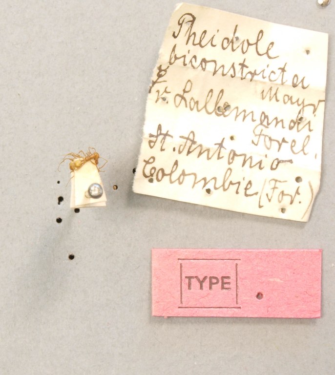 TYPFORM0055 Pheidole biconstricta l Labels.JPG TYPFORM0055 Pheidole biconstricta l Labels.JPG