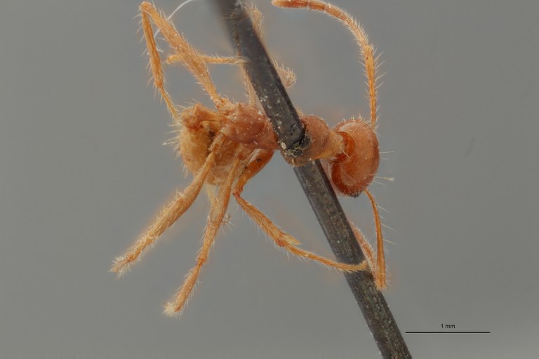 TYPFORM0054 Pheidole biconstricta Dorsal ZS PMax.jpg