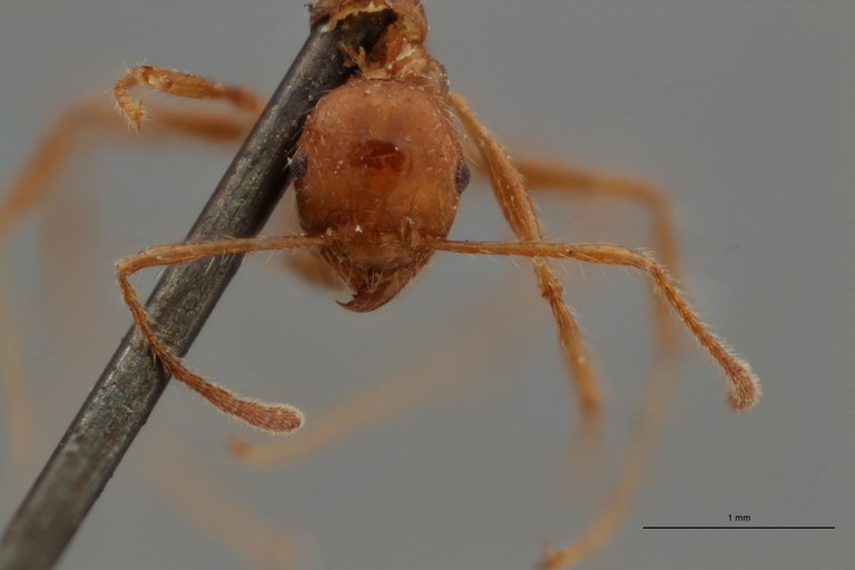 TYPFORM0054 Pheidole biconstricta Frontal ZS PMax.jpg