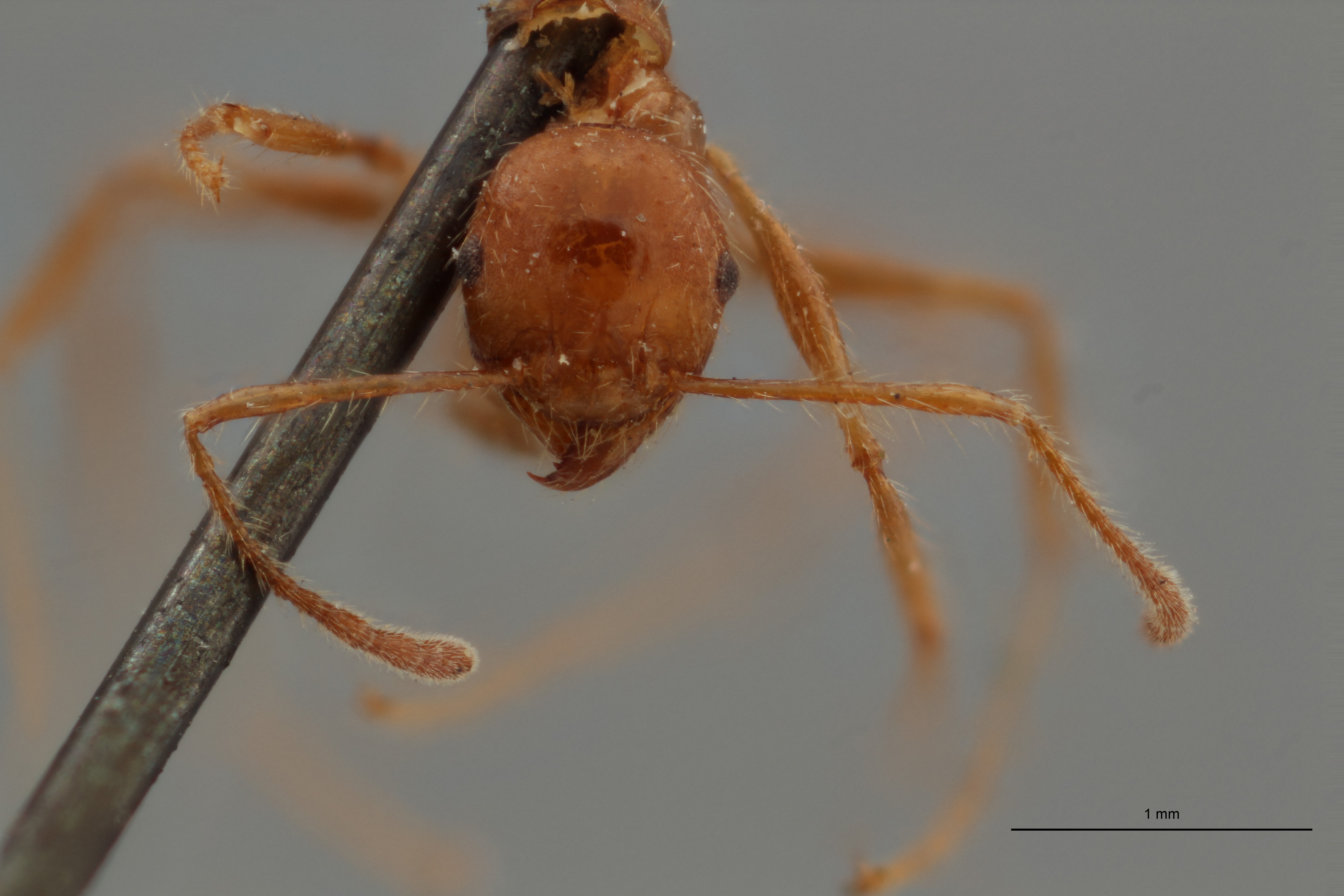 TYPFORM0054 Pheidole biconstricta Frontal ZS PMax.jpg