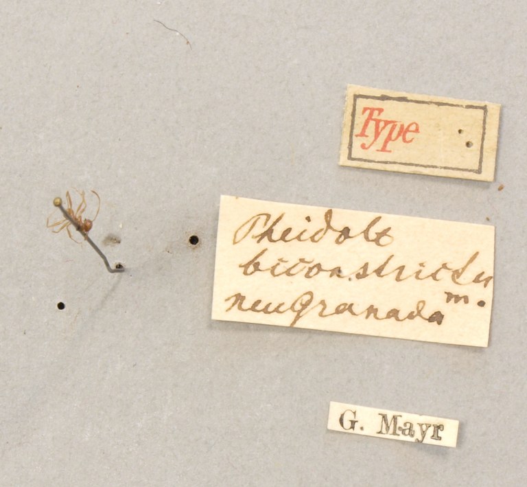 TYPFORM0054 Pheidole biconstricta Labels.JPG