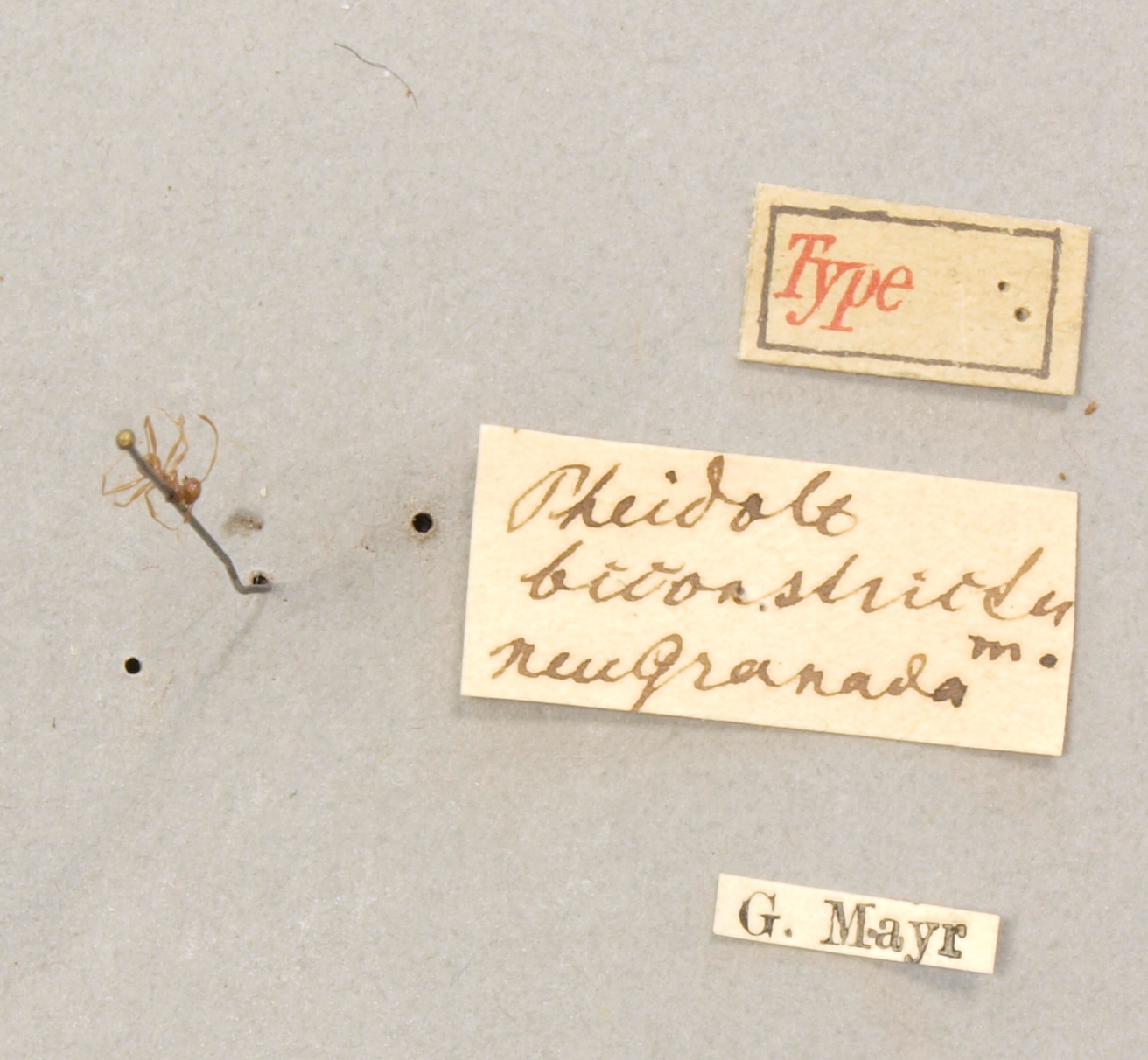 TYPFORM0054 Pheidole biconstricta Labels.JPG