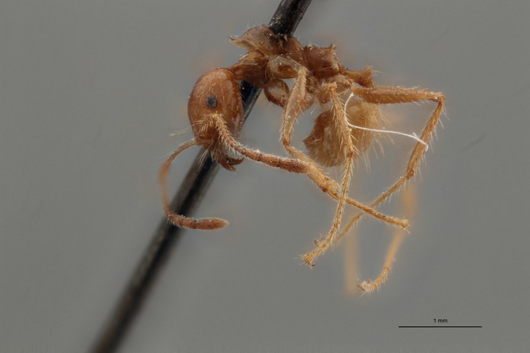 TYPFORM0054 Pheidole biconstricta Lateral ZS PMax.jpg
