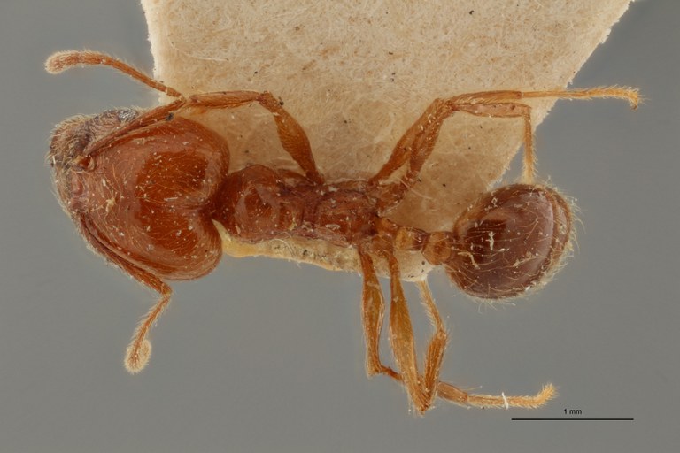 TYPFORM0049 Pheidole biolleyi Dorsal ZS PMax.jpg TYPFORM0049 Pheidole biolleyi Dorsal ZS PMax.jpg